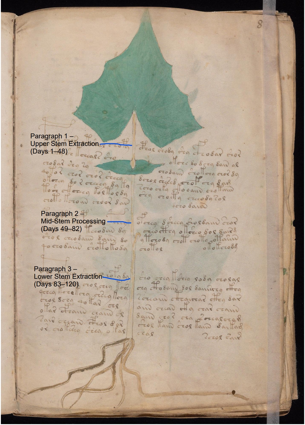 Secondary labelled diagram of Folio 8r